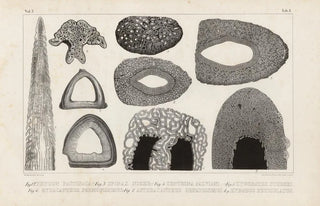Louis Agassiz - Recherches sur les poissons fossiles Pl253.webp
