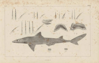 Louis Agassiz - Recherches sur les poissons fossiles Pl254.webp