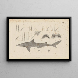 Louis Agassiz - Recherches sur les poissons fossiles Pl254.webp