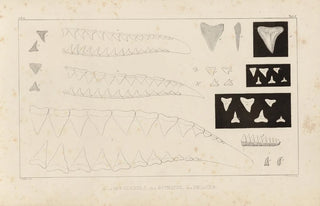 Louis Agassiz - Recherches sur les poissons fossiles Pl258.webp