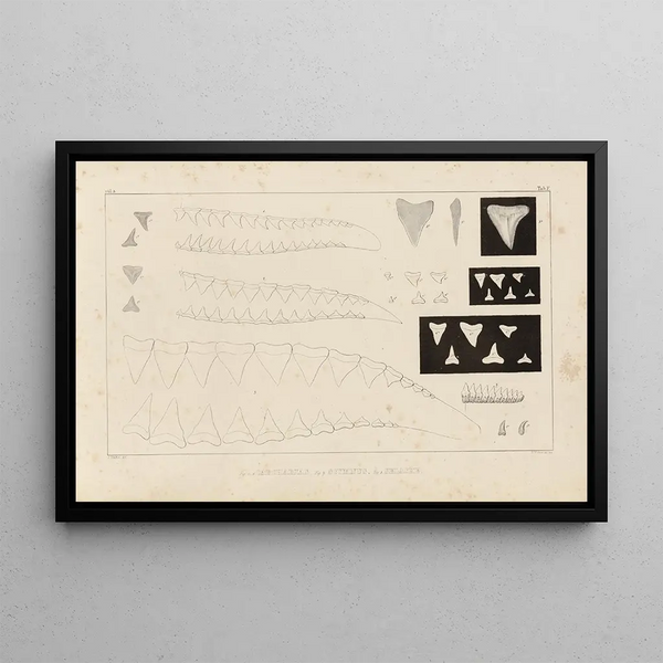 Recherches sur les poissons fossiles Pl258 - Louis Agassiz — gerahmtes Bild an der Wand