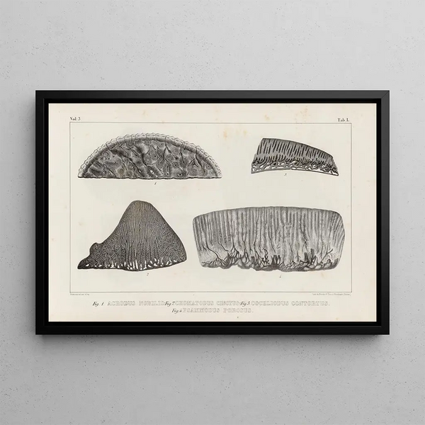 Recherches sur les poissons fossiles Pl263 - Louis Agassiz — gerahmtes Bild an der Wand