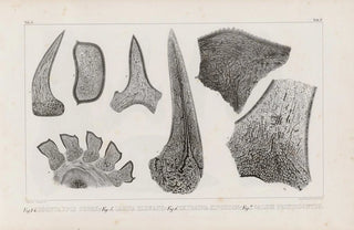 Louis Agassiz - Recherches sur les poissons fossiles Pl269.webp