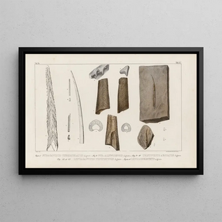 Louis Agassiz - Recherches sur les poissons fossiles Pl274.webp