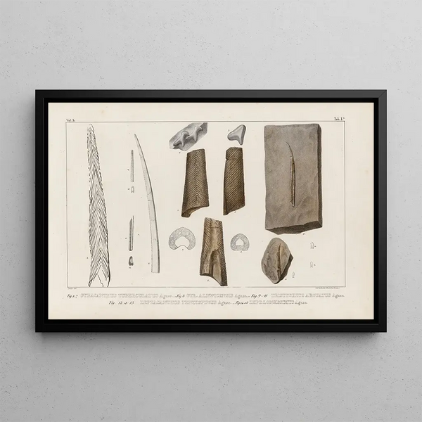 Recherches sur les poissons fossiles Pl274 - Louis Agassiz — gerahmtes Bild an der Wand