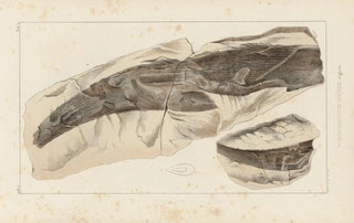 Louis Agassiz - Recherches sur les poissons fossiles Pl277.webp