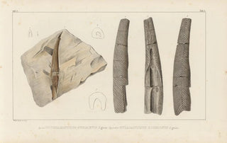 Louis Agassiz - Recherches sur les poissons fossiles Pl278.webp