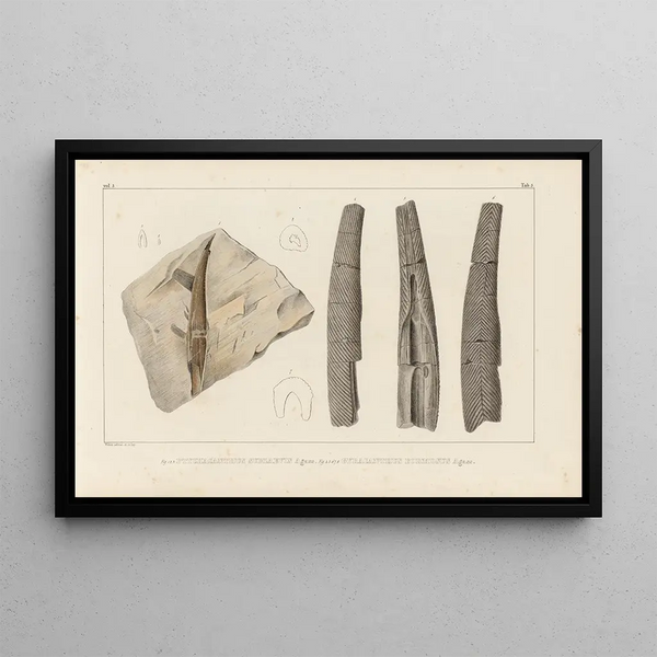 Louis Agassiz - Recherches sur les poissons fossiles Pl278.webp