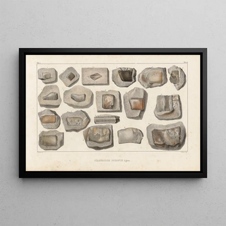 Louis Agassiz - Recherches sur les poissons fossiles Pl290.webp