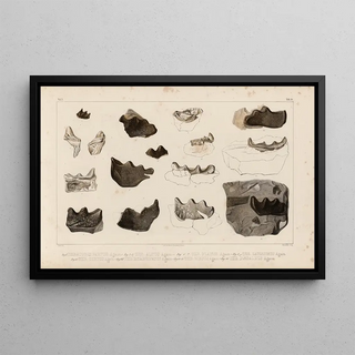 Louis Agassiz - Recherches sur les poissons fossiles Pl297.webp