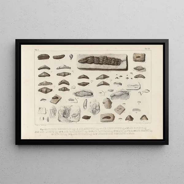 Louis Agassiz - Recherches sur les poissons fossiles Pl299.webp
