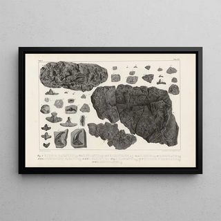 Louis Agassiz - Recherches sur les poissons fossiles Pl300.webp
