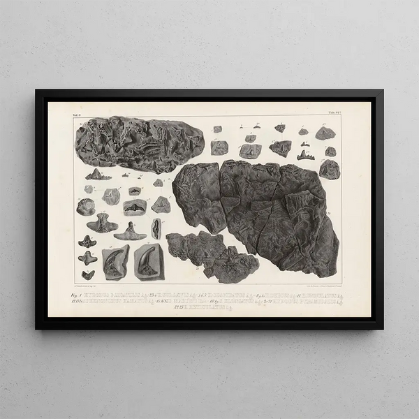 Louis Agassiz - Recherches sur les poissons fossiles Pl300.webp