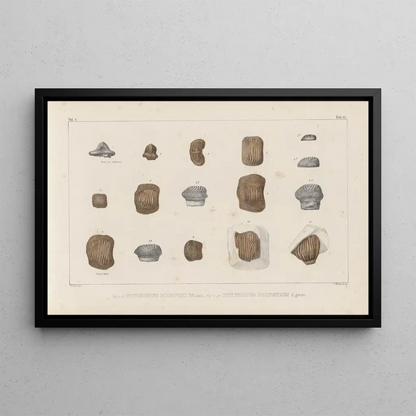 Recherches sur les poissons fossiles Pl304 - Louis Agassiz — gerahmtes Bild an der Wand