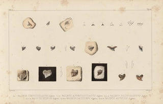 Louis Agassiz - Recherches sur les poissons fossiles Pl307.webp
