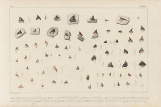 Louis Agassiz - Recherches sur les poissons fossiles Pl308.webp