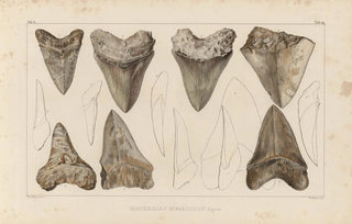 Louis Agassiz - Recherches sur les poissons fossiles Pl311.webp