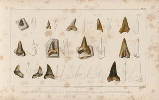 Louis Agassiz - Recherches sur les poissons fossiles Pl316.webp