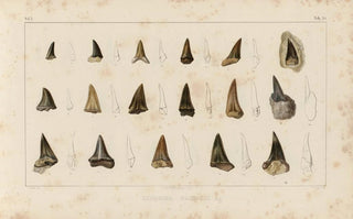 Louis Agassiz - Recherches sur les poissons fossiles Pl317.webp