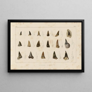 Louis Agassiz - Recherches sur les poissons fossiles Pl317.webp