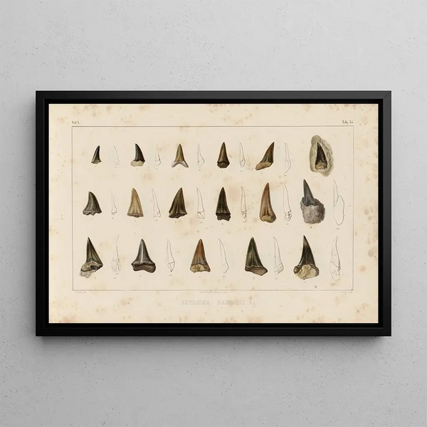 Recherches sur les poissons fossiles Pl317 - Louis Agassiz — gerahmtes Bild an der Wand