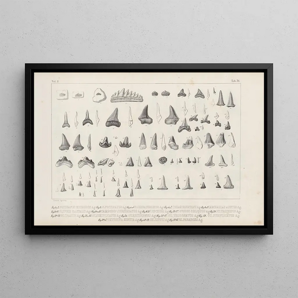 Louis Agassiz - Recherches sur les poissons fossiles Pl319.webp