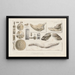 Recherches sur les poissons fossiles Pl325 - Louis Agassiz — gerahmtes Bild an der Wand