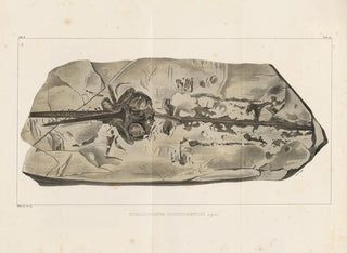Louis Agassiz - Recherches sur les poissons fossiles Pl330.webp
