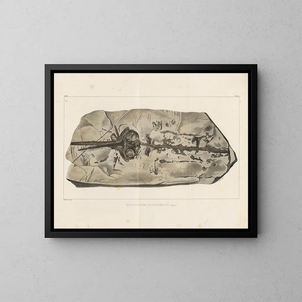 Recherches sur les poissons fossiles - Louis Agassiz — gerahmtes Bild an der Wand