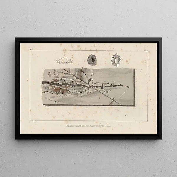 Recherches sur les poissons fossiles Pl331 - Louis Agassiz — gerahmtes Bild an der Wand