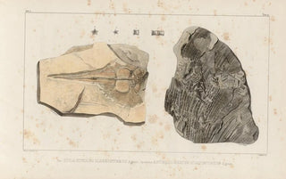 Louis Agassiz - Recherches sur les poissons fossiles Pl332.webp