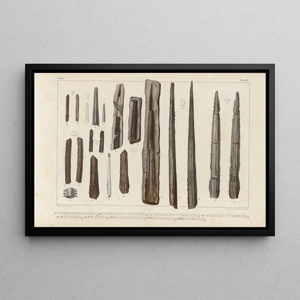 Louis Agassiz - Recherches sur les poissons fossiles Pl333.webp