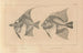 Recherches sur les poissons fossiles Pl342 - Louis Agassiz — Ansicht des Kunstwerks