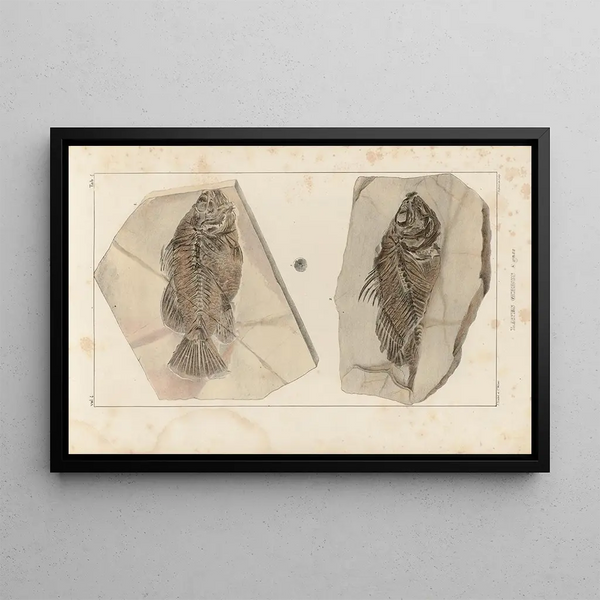 Recherches sur les poissons fossiles Pl. 350 - Louis Agassiz — gerahmtes Bild an der Wand