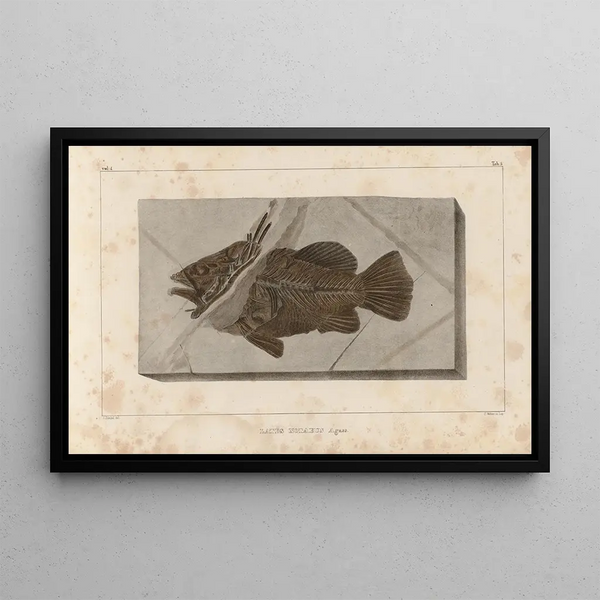 Recherches sur les poissons fossiles Pl. 351 - Louis Agassiz — gerahmtes Bild an der Wand