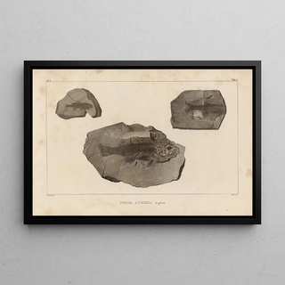 Louis Agassiz - Recherches sur les poissons fossiles Pl357.webp