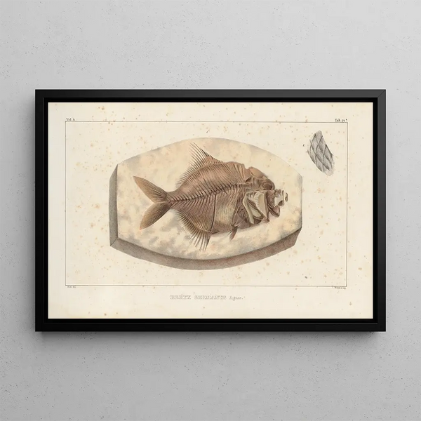 Recherches sur les poissons fossiles Pl366 - Louis Agassiz — gerahmtes Bild an der Wand