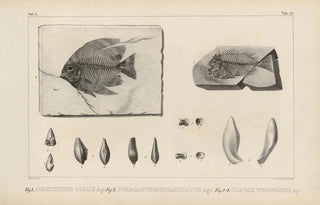 Louis Agassiz - Recherches sur les poissons fossiles Pl370.webp