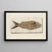 Recherches sur les poissons fossiles Pl376 - Louis Agassiz — gerahmtes Bild an der Wand
