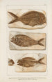 Recherches sur les poissons fossiles Pl377 - Louis Agassiz — Ansicht des Kunstwerks