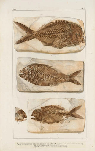 Louis Agassiz - Recherches sur les poissons fossiles Pl377.webp