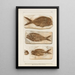 Recherches sur les poissons fossiles Pl377 - Louis Agassiz — gerahmtes Bild an der Wand