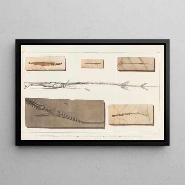 Louis Agassiz - Recherches sur les poissons fossiles Pl385.webp