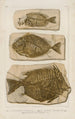 Recherches sur les poissons fossiles Pl386 - Louis Agassiz — Ansicht des Kunstwerks