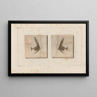 Louis Agassiz - Recherches sur les poissons fossiles Pl387.webp