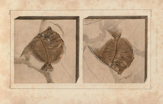 Louis Agassiz - Recherches sur les poissons fossiles Pl389.webp