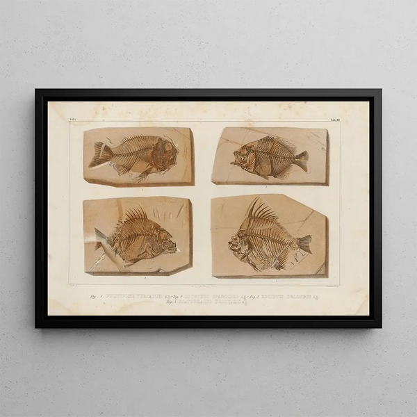 Recherches sur les poissons fossiles Pl390 - Louis Agassiz — gerahmtes Bild an der Wand