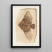 Recherches sur les poissons fossiles Pl393 - Louis Agassiz — gerahmtes Bild an der Wand
