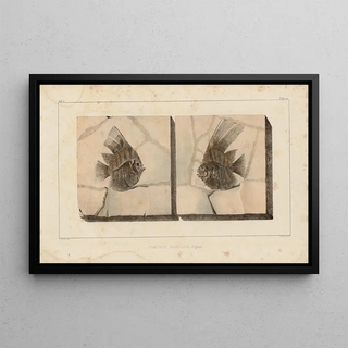 Louis Agassiz - Recherches sur les poissons fossiles Pl394.webp