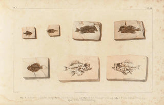 Louis Agassiz - Recherches sur les poissons fossiles Pl396.webp